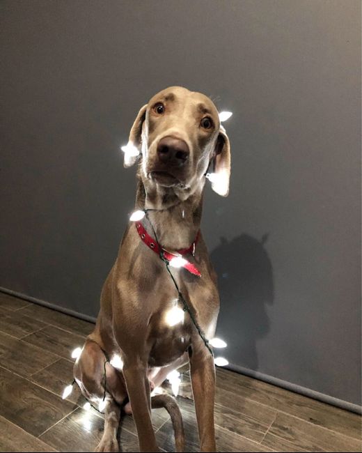 Mascotas o no (perrhijos)?, :( - 2