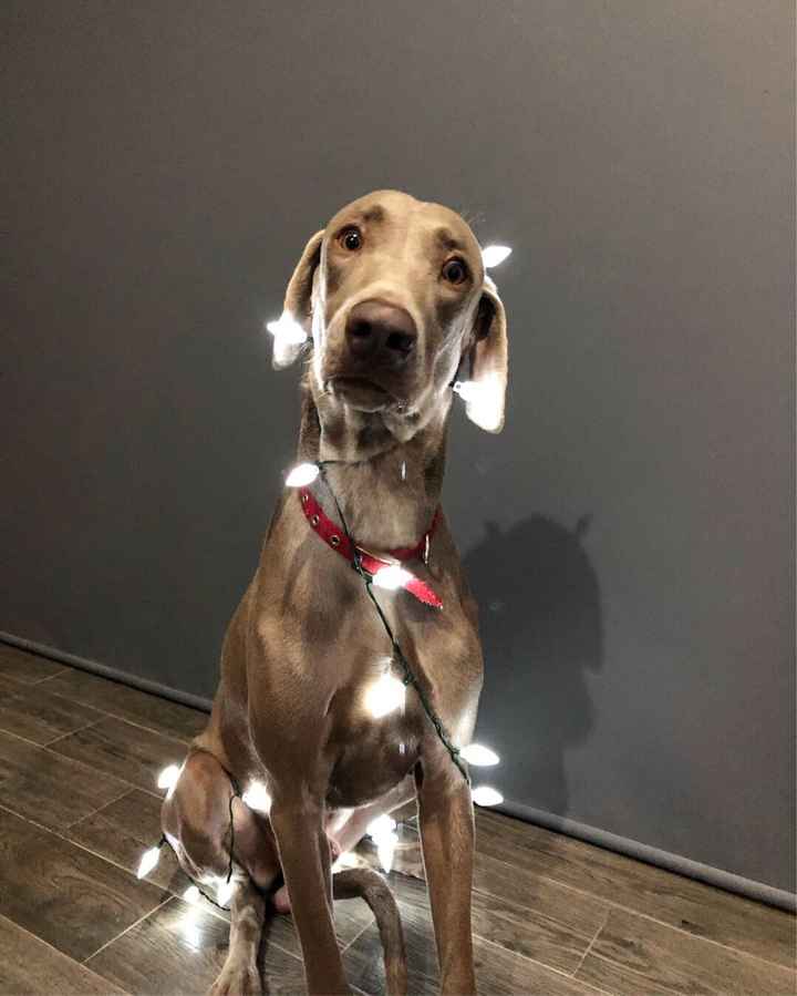 Mascotas o no (perrhijos)?, :( - 2