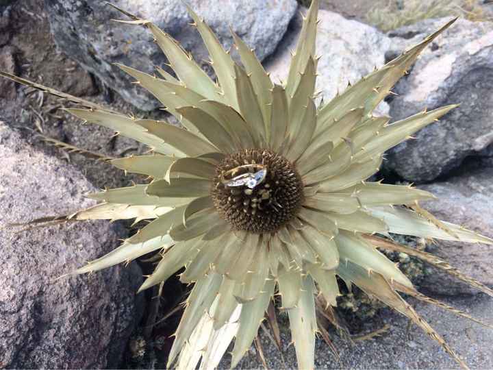 ¿Cómo te pidió que te casaras con él? - 3