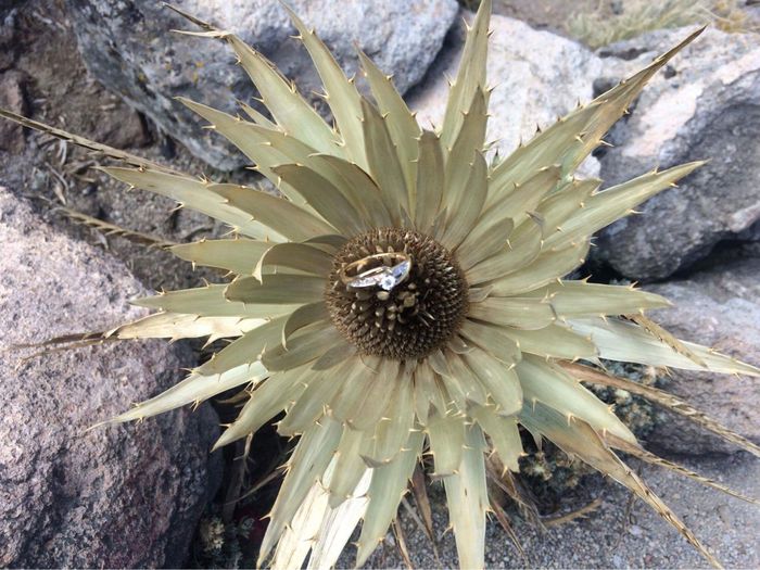 ¿Cómo te pidió que te casaras con él? - 3