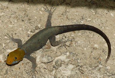 Mi FM dice que soy una lagartija besucona!