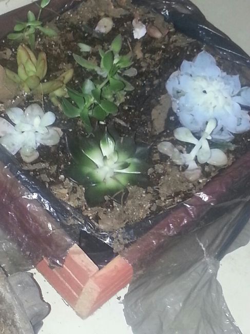  El destino de mi ramo - 2