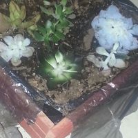  El destino de mi ramo - 2