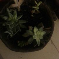  El destino de mi ramo - 3
