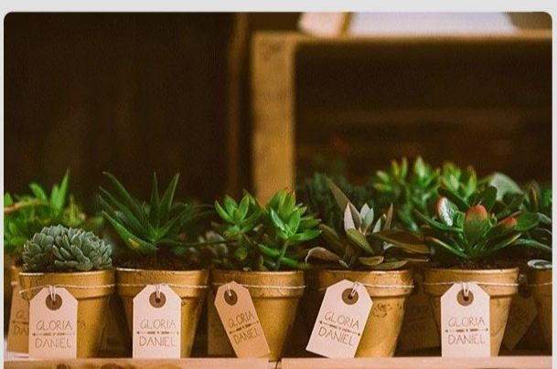 Plantitas de recuerdo