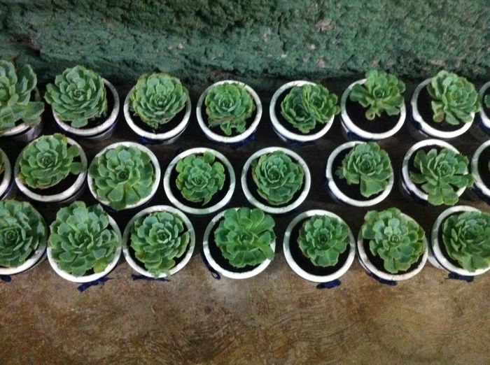 Mis suculentas, recuerdos  - 2