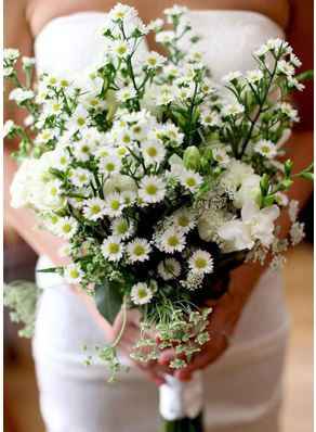 Aster