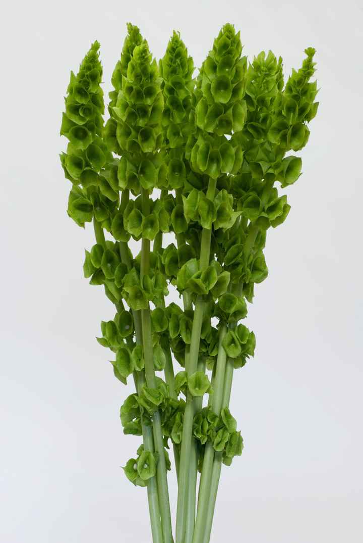 campana de irlanda