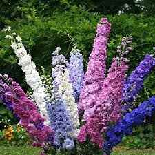 delphinium