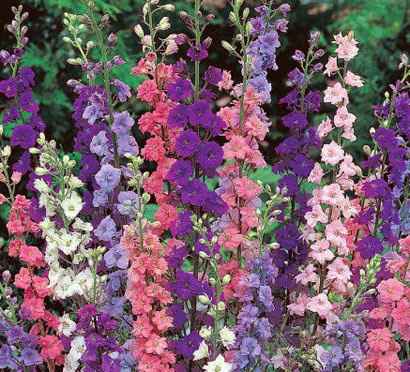 larkspur