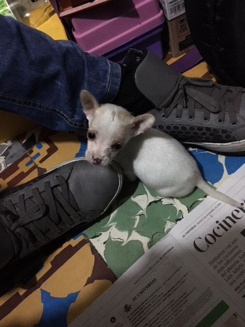 Jack Sparrow