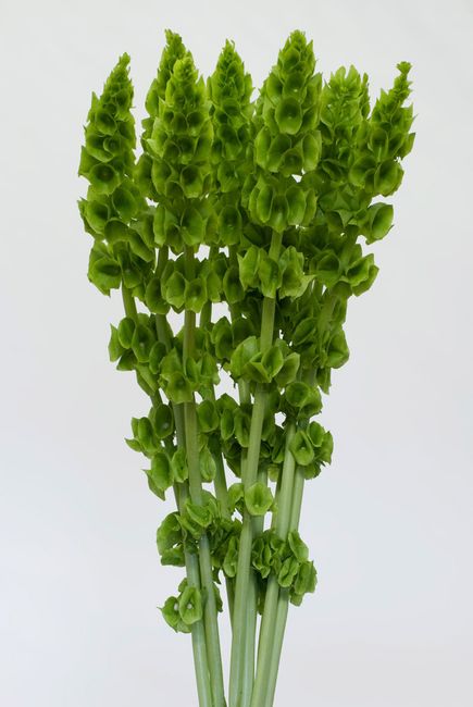 campana de irlanda