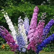 delphinium