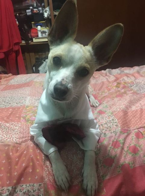 jack elegante