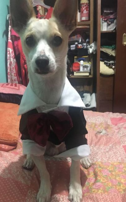 jack elegante