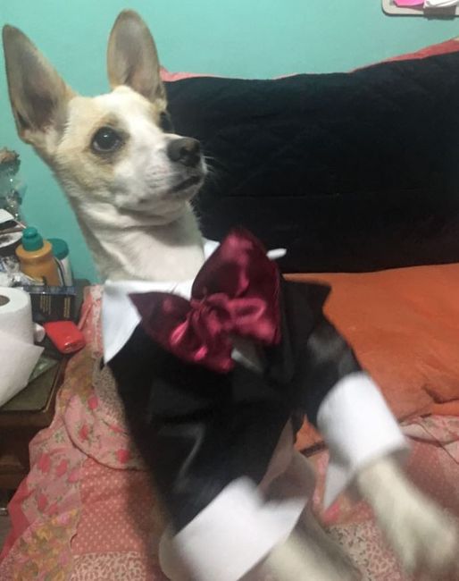 jack elegante