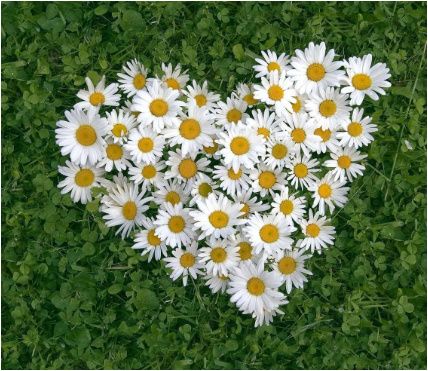 ¡papel Semilla! Para que planten tus invitaciones... 2