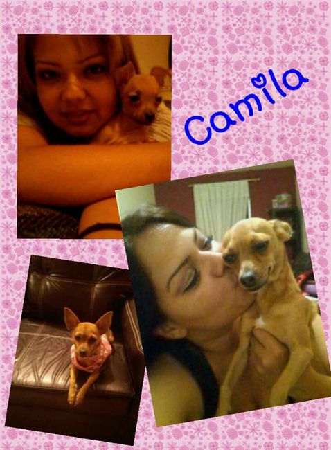 Mascotas para recien casados :) 8