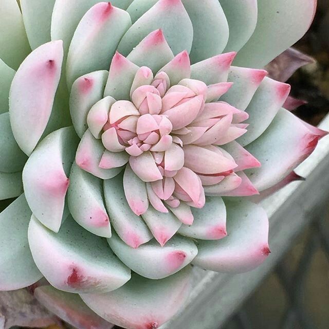 Suculentas con macetitas color rosa 6