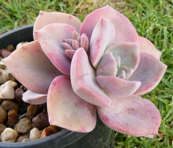 Suculentas con macetitas color rosa 8
