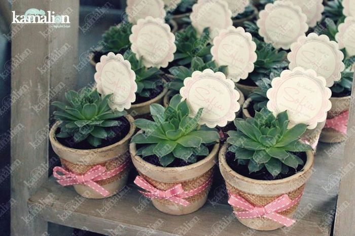Suculentas con macetitas color rosa 10