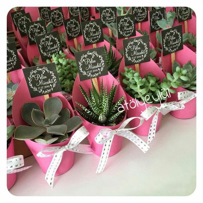 Suculentas con macetitas color rosa 12