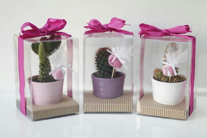 Suculentas con macetitas color rosa 13