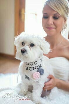Mascotas en la boda, usando el rosa. - 1