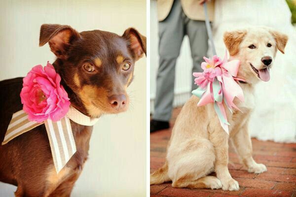 Mascotas en la boda, usando el rosa. - 2
