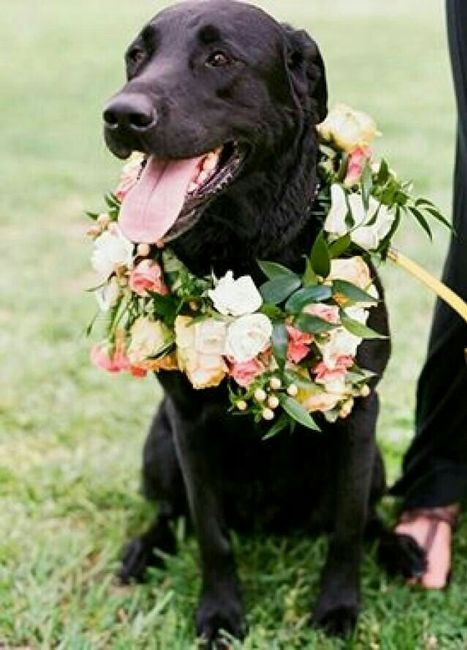 Mascotas en la boda, usando el rosa. - 8