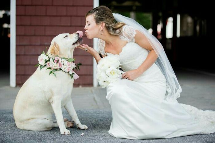 Mascotas en la boda, usando el rosa. - 9