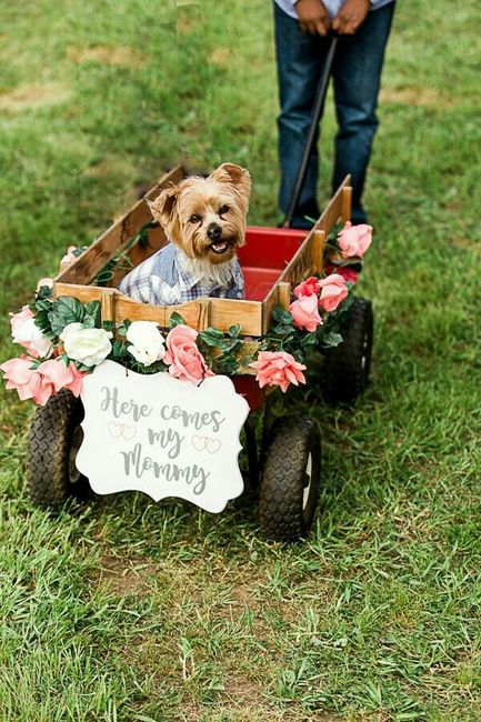 Mascotas en la boda, usando el rosa. - 13
