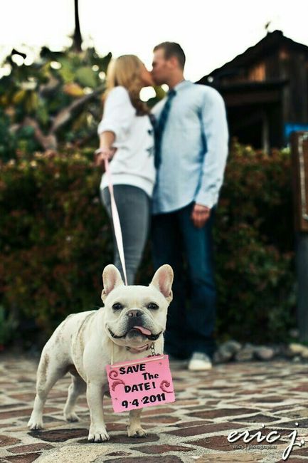 Mascotas en la boda, usando el rosa. - 15