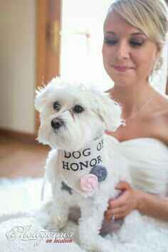 Mascotas en la boda, usando el rosa. - 1