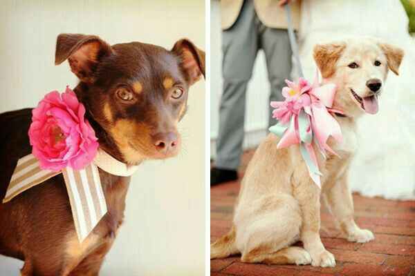 Mascotas en la boda, usando el rosa. - 2