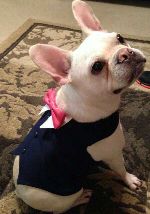 Mascotas en la boda, usando el rosa. - 3