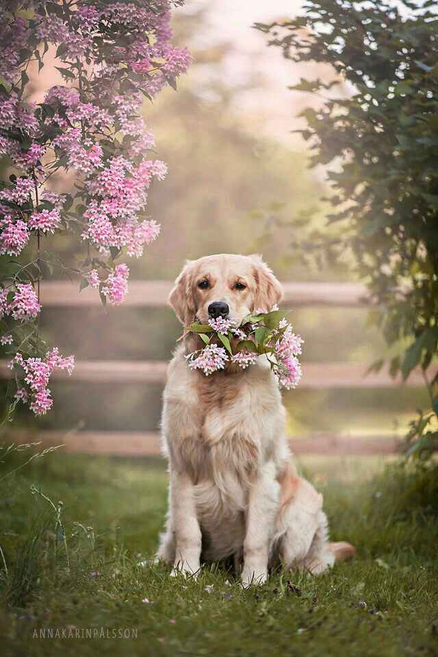 Mascotas en la boda, usando el rosa. - 5