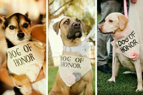 Mascotas en la boda, usando el rosa. - 7