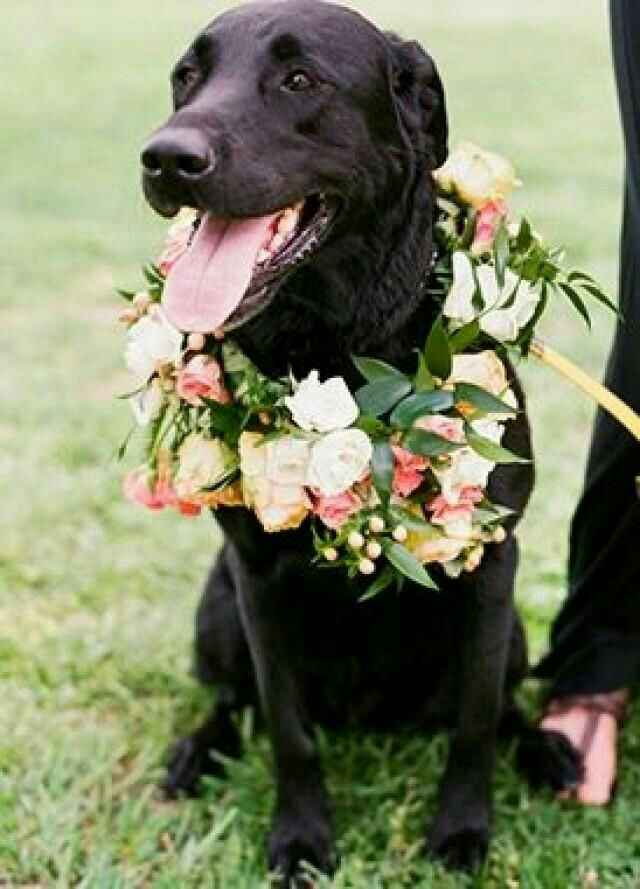 Mascotas en la boda, usando el rosa. - 8