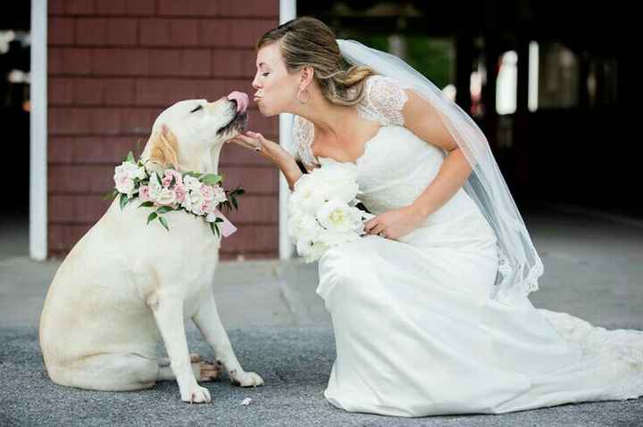 Mascotas en la boda, usando el rosa. - 9