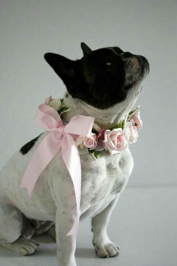 Mascotas en la boda, usando el rosa. - 10