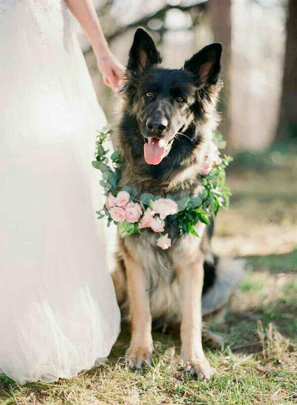 Mascotas en la boda, usando el rosa. - 14