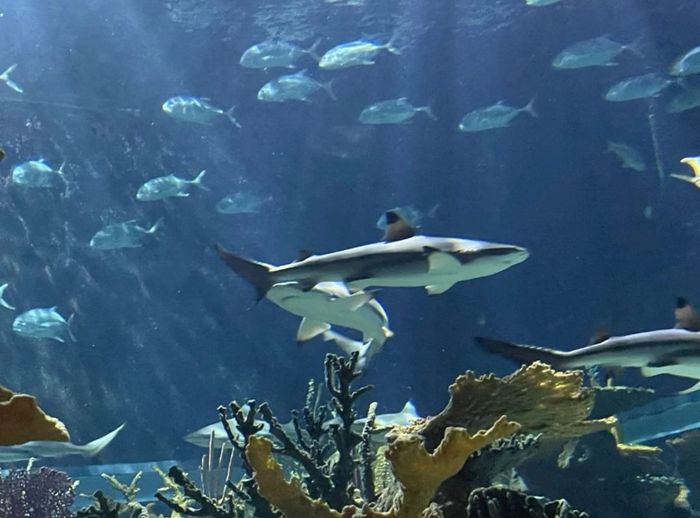 Pedida de mano en el acuario 🦈 2