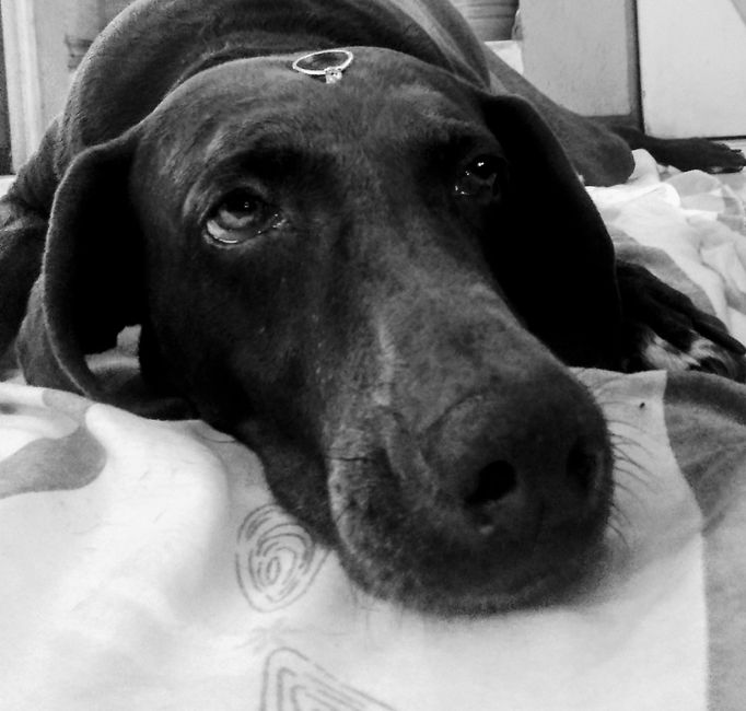 Mi anillo de compromiso cihual - 1