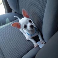 La foto de tu mascota! - 1