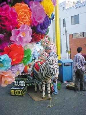 Novias llegando...¡¿en burro?! - 1