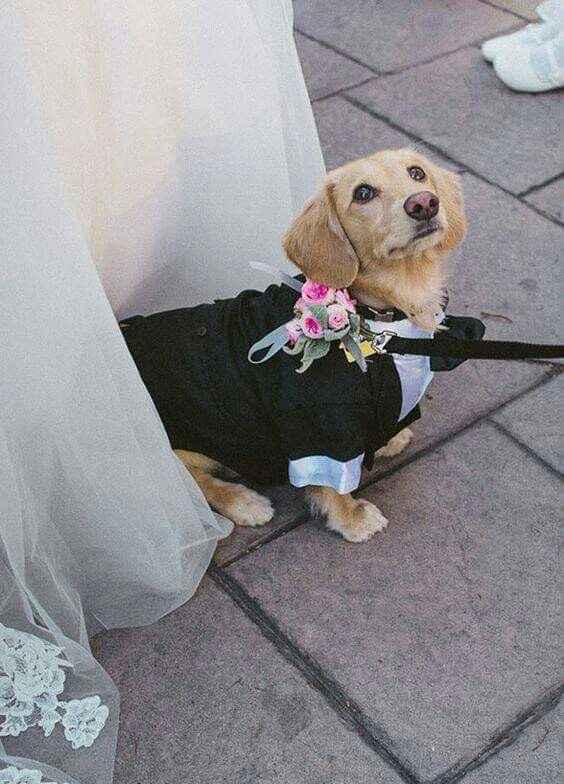 Tu mejor amigo en tu día... amantes de los perros!! - 2