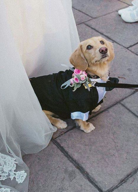 Tu mejor amigo en tu día... amantes de los perros!! - 2