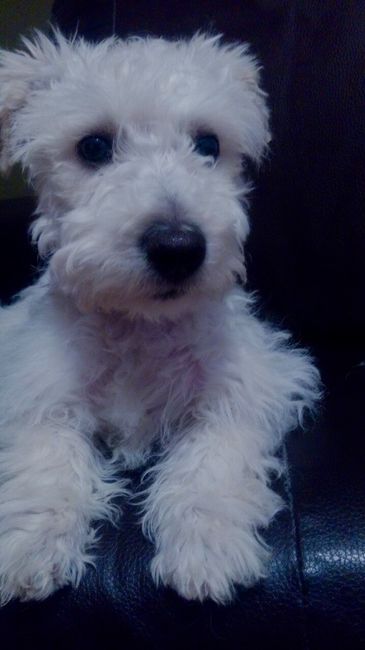 Mascotas en la sesión de fotos - 1