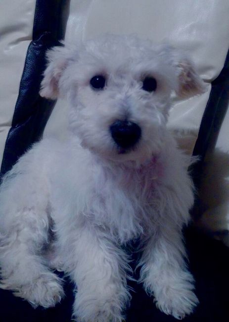 Mascotas en la sesión de fotos - 2